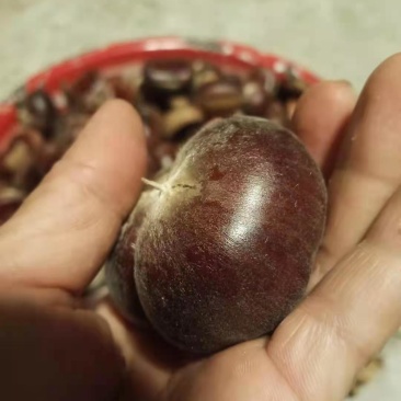 板栗