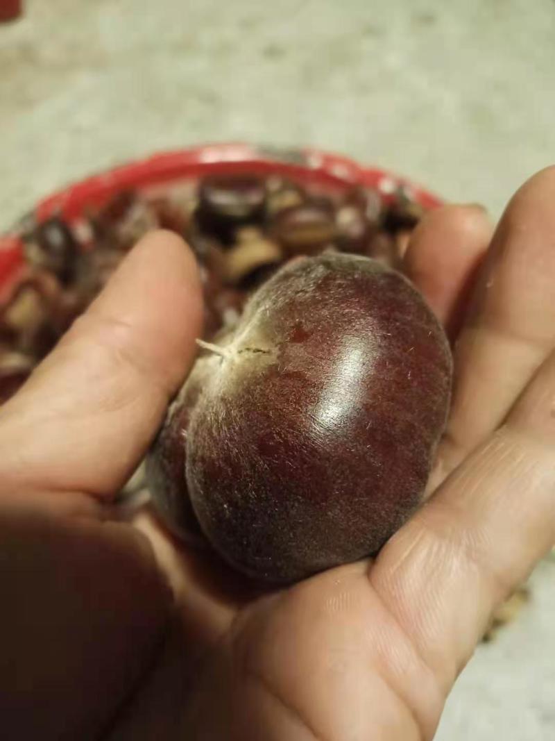 板栗