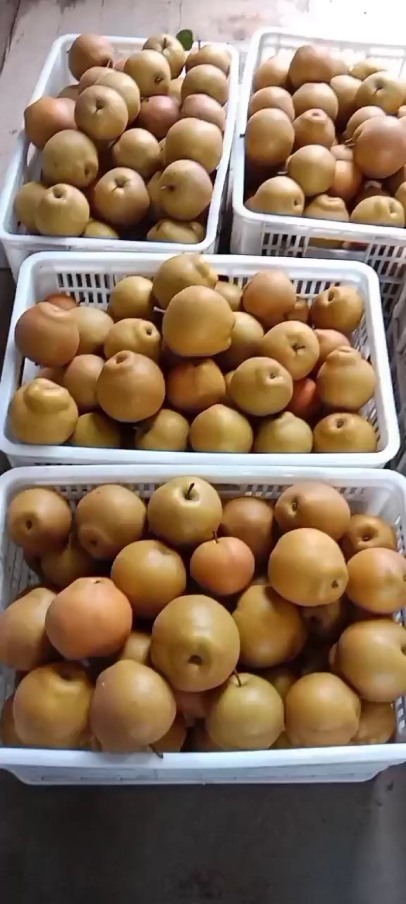 黄花梨