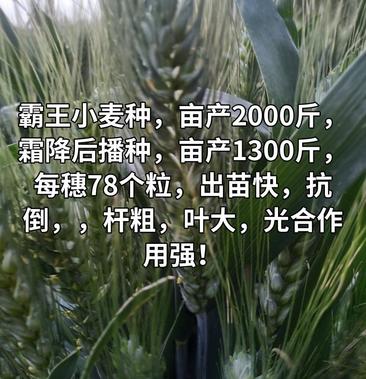 霸王小麦种!亩产2000斤,霜降后播种亩产1300斤.