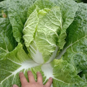 黄心大白菜精品玲珑黄质量保证正品