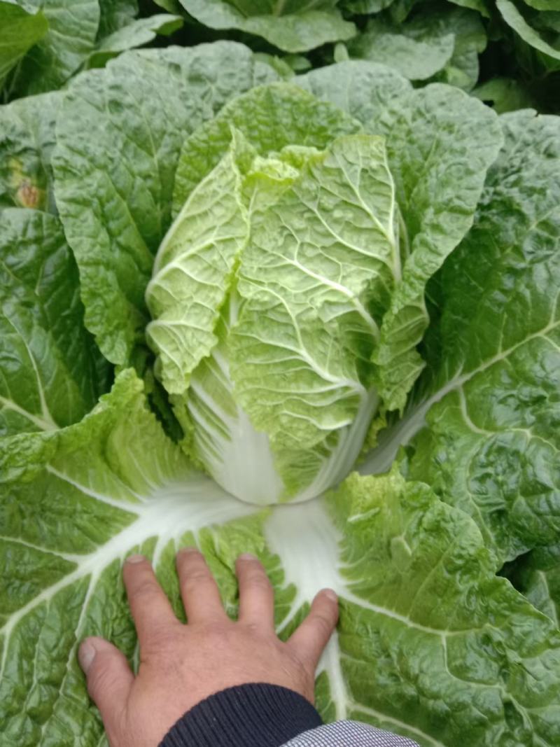 黄心大白菜精品玲珑黄质量保证正品