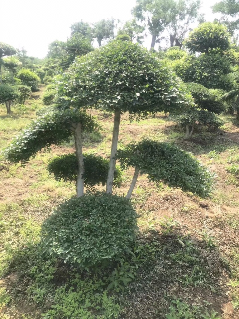 丛生白蜡，持续走货！以质量求生存6到8米