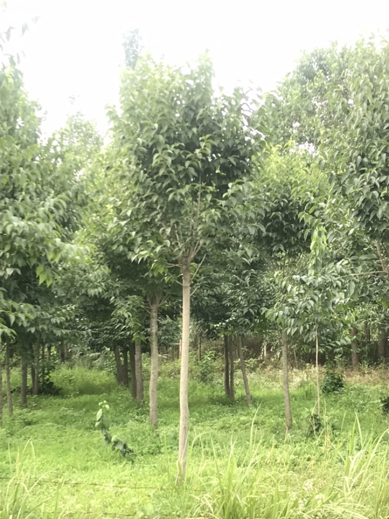 红点红枫8公分稀苗处理，大量红枫秋火焰10到20公分