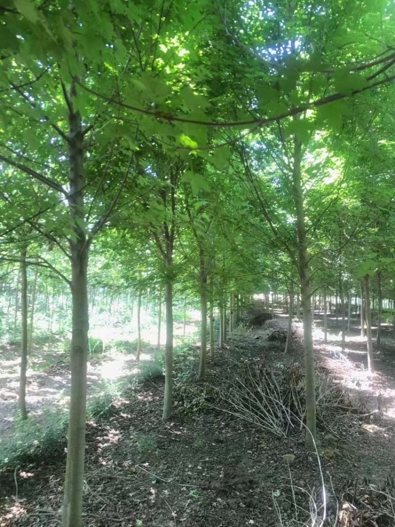 红点红枫8公分稀苗处理，大量红枫秋火焰10到20公分