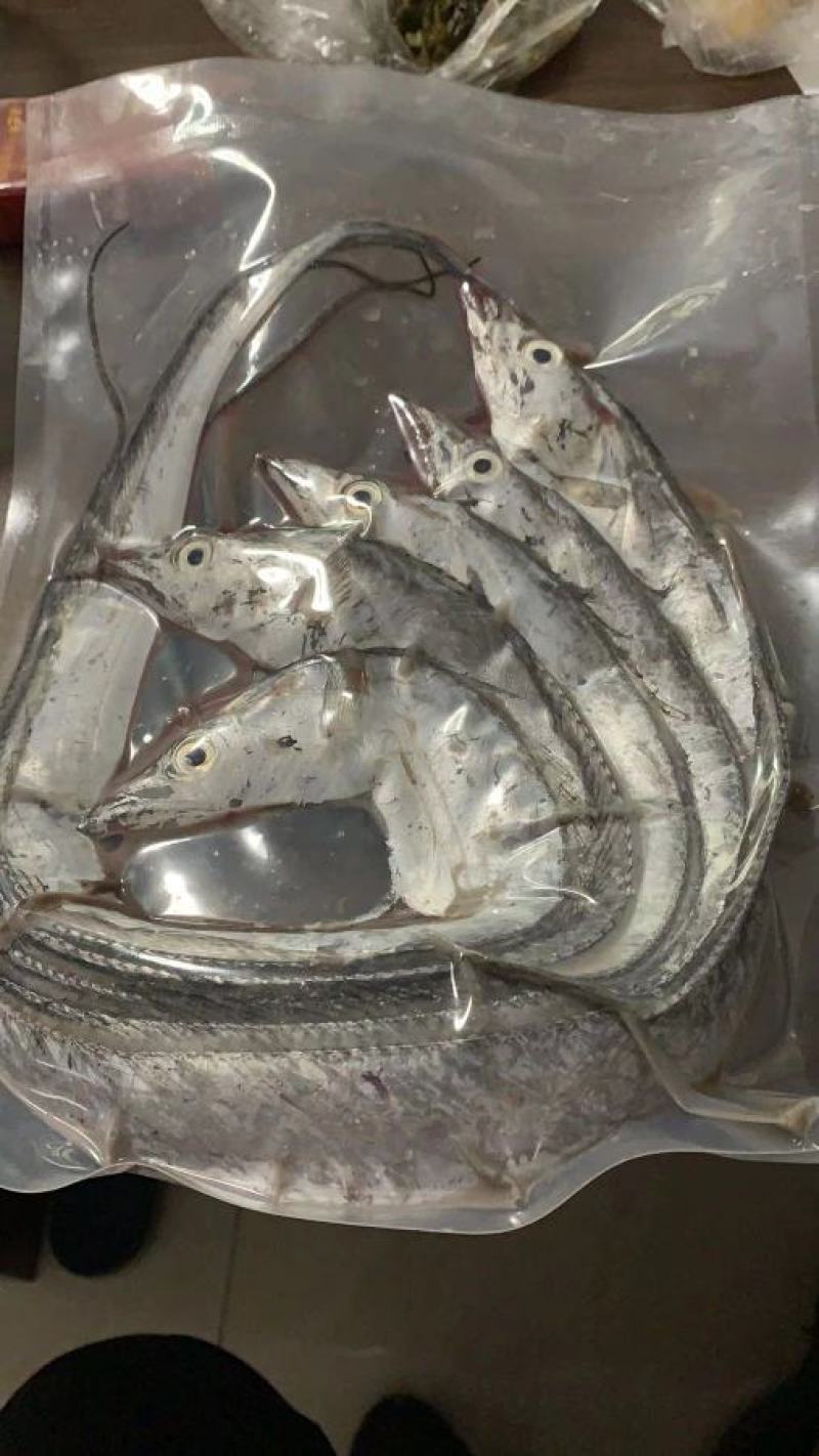 可送上海鲜活带鱼，抽真空精品单独包装，品质保证，出口标准