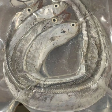 可送上海鲜活带鱼，抽真空精品单独包装，品质保证，出口标准