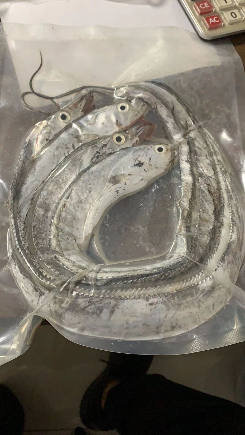 可送上海鲜活带鱼，抽真空精品单独包装，品质保证，出口标准