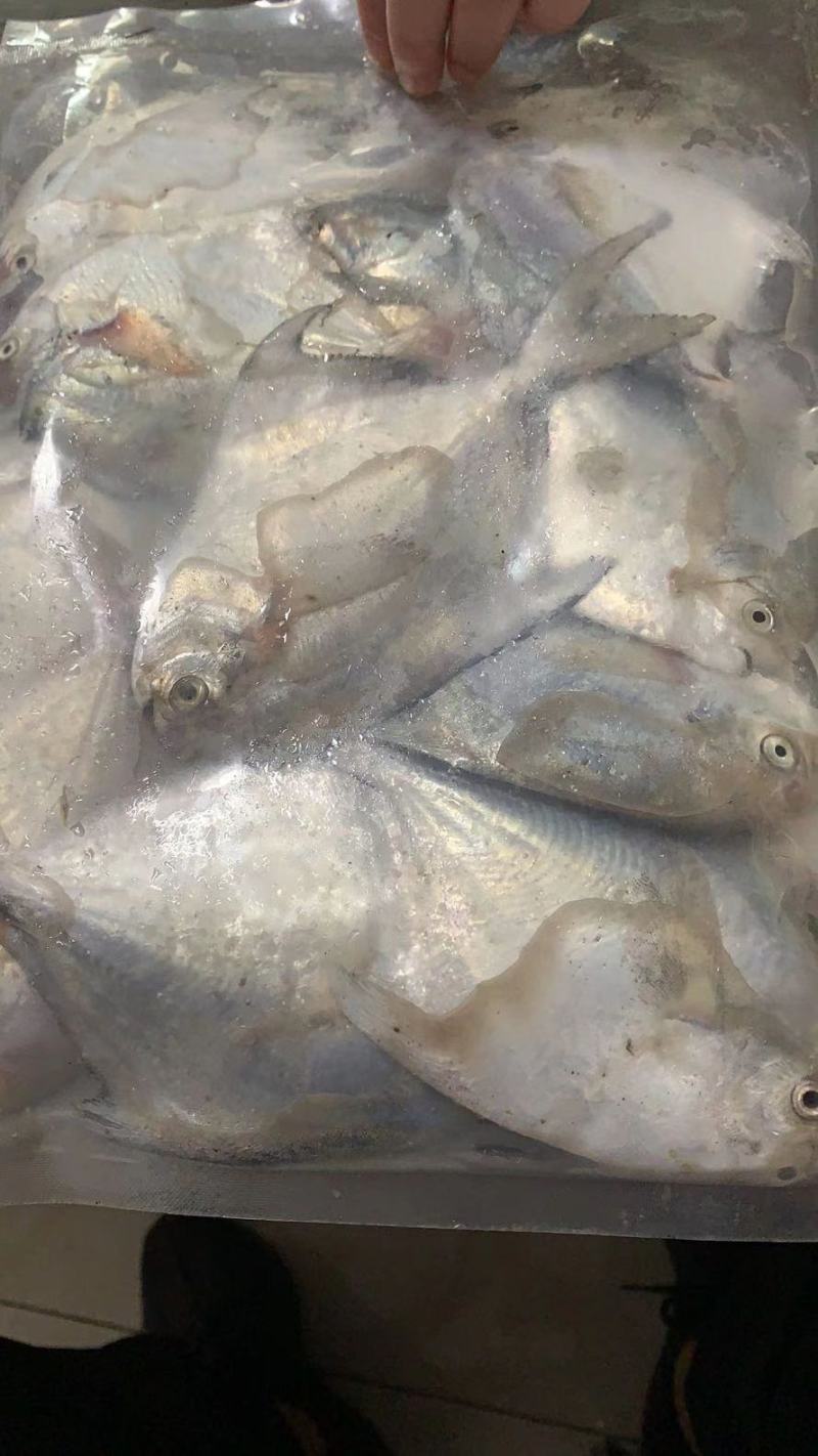 可送上海鲜活带鱼，抽真空精品单独包装，品质保证，出口标准