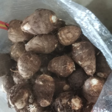 芋头8520毛芋头产地直发分拣大球中球全国物流发货