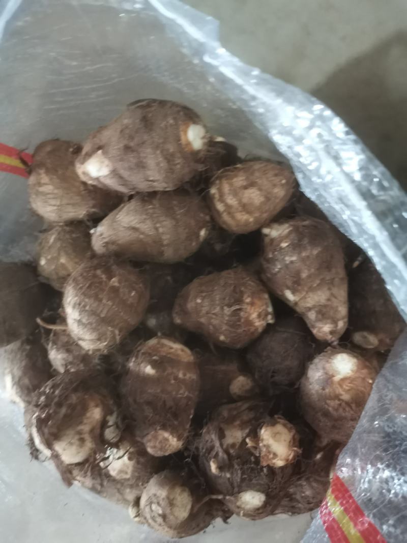 芋头8520毛芋头产地直发分拣大球中球全国物流发货