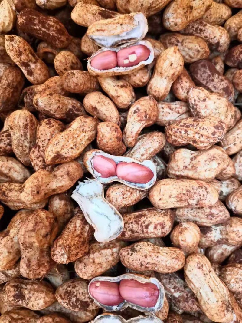 新鲜红皮花生开始上量，颗粒饱满