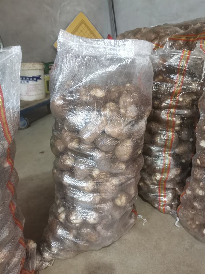 芋头8520毛芋头产地直发分拣大球中球全国物流发货
