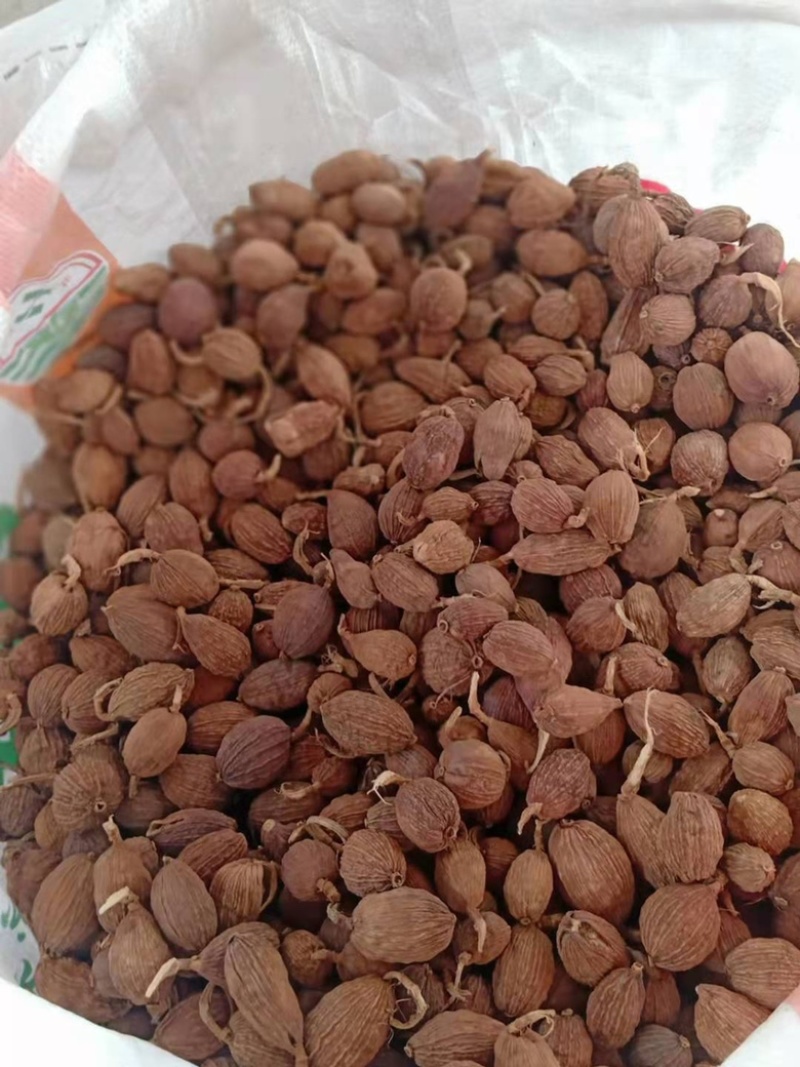 【热销中】云南精品草果产地直发货源充足欢迎咨询