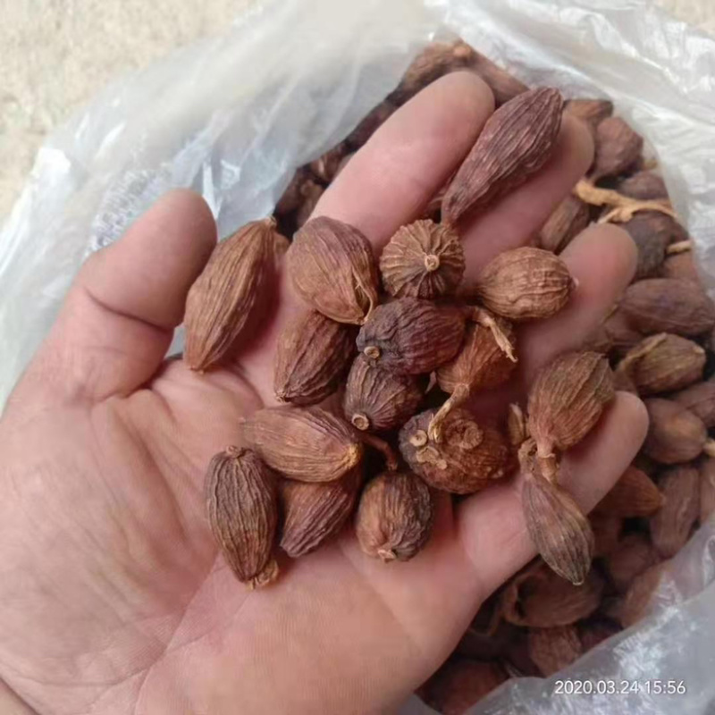 【热销中】云南精品草果产地直发货源充足欢迎咨询