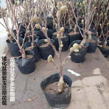 紫玉兰苗玉兰树苗嫁接玉兰树苗开花木兰花苗庭院盆栽苗批发价