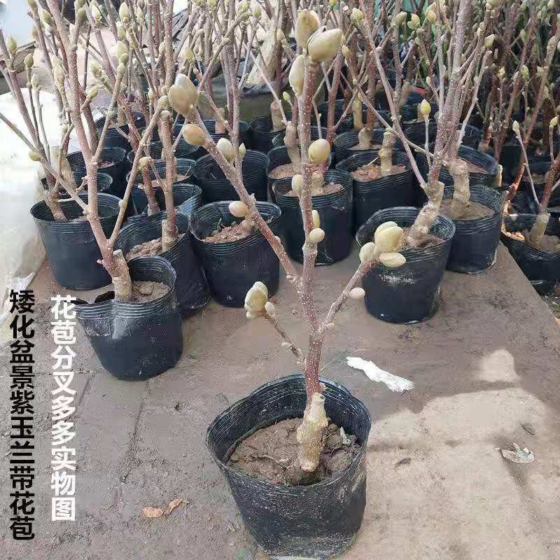紫玉兰苗玉兰树苗嫁接玉兰树苗开花木兰花苗庭院盆栽苗批发价