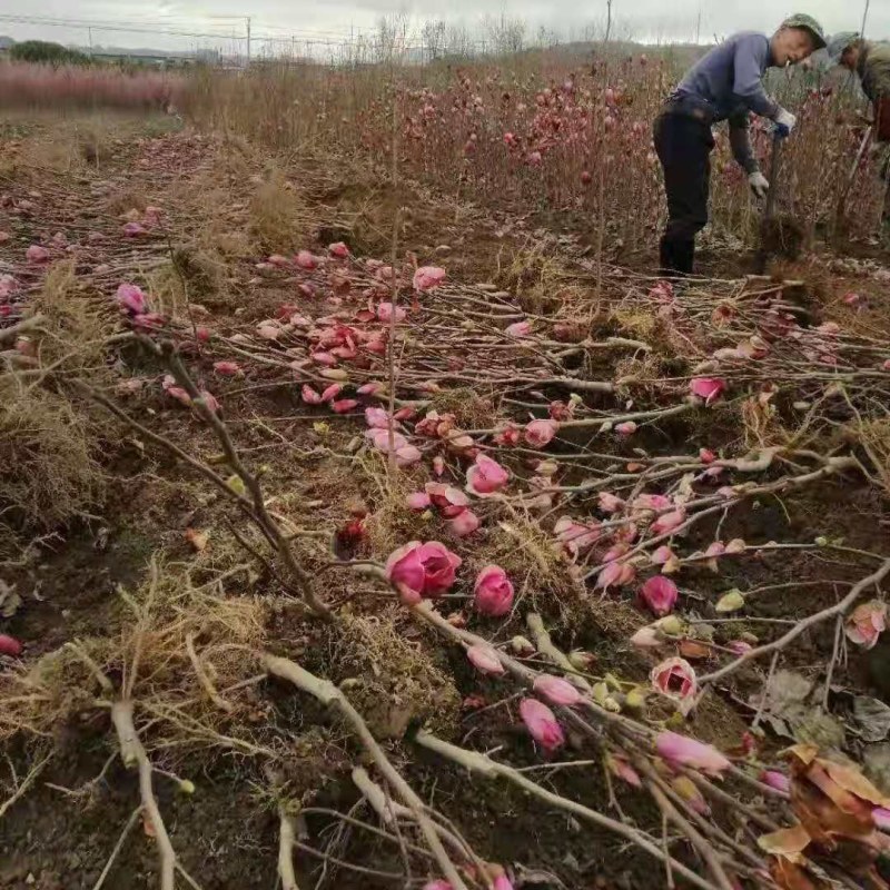 紫玉兰苗玉兰树苗嫁接玉兰树苗开花木兰花苗庭院盆栽苗批发价