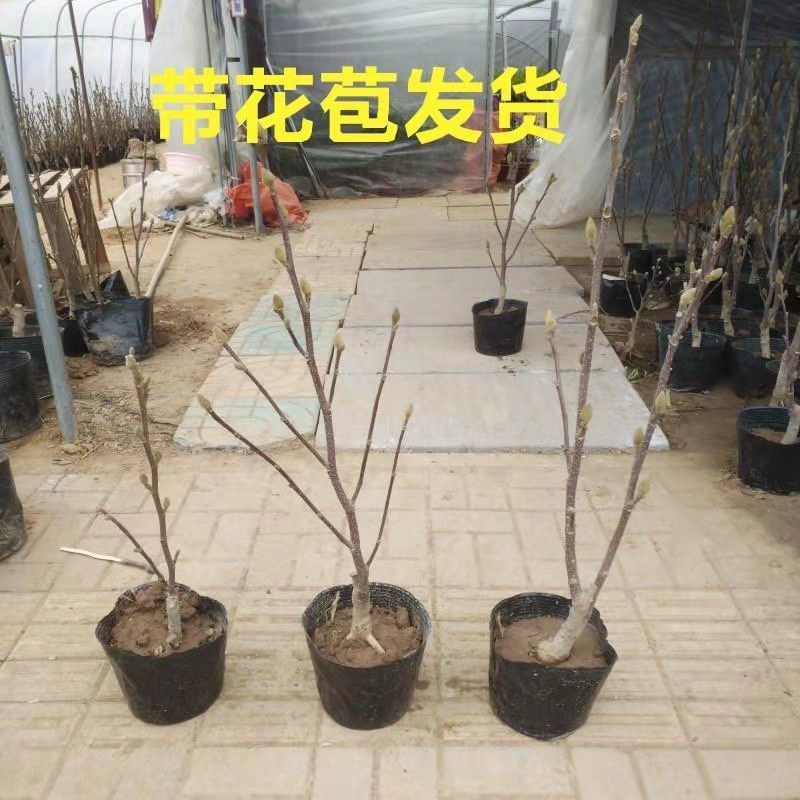 紫玉兰苗玉兰树苗嫁接玉兰树苗开花木兰花苗庭院盆栽苗批发价