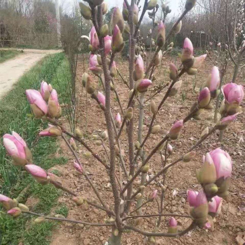 紫玉兰苗玉兰树苗嫁接玉兰树苗开花木兰花苗庭院盆栽苗批发价