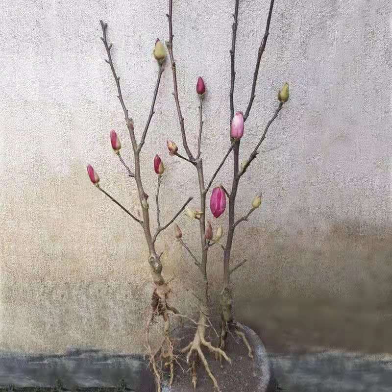 紫玉兰苗玉兰树苗嫁接玉兰树苗开花木兰花苗庭院盆栽苗批发价