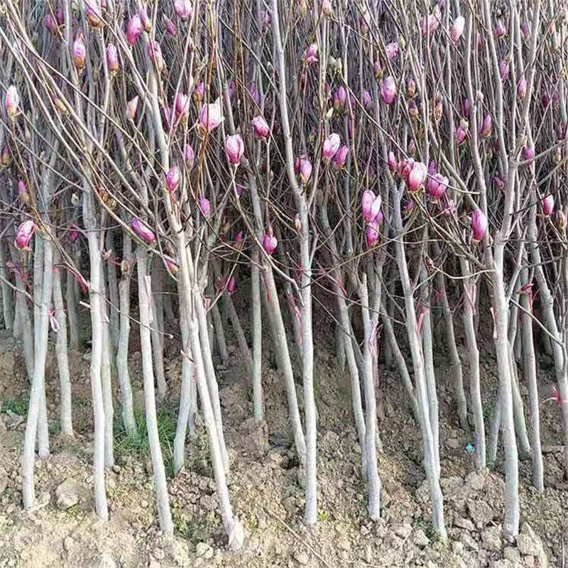 紫玉兰苗玉兰树苗嫁接玉兰树苗开花木兰花苗庭院盆栽苗批发价