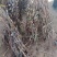 紫玉兰苗玉兰树苗嫁接玉兰树苗开花木兰花苗庭院盆栽苗批发价