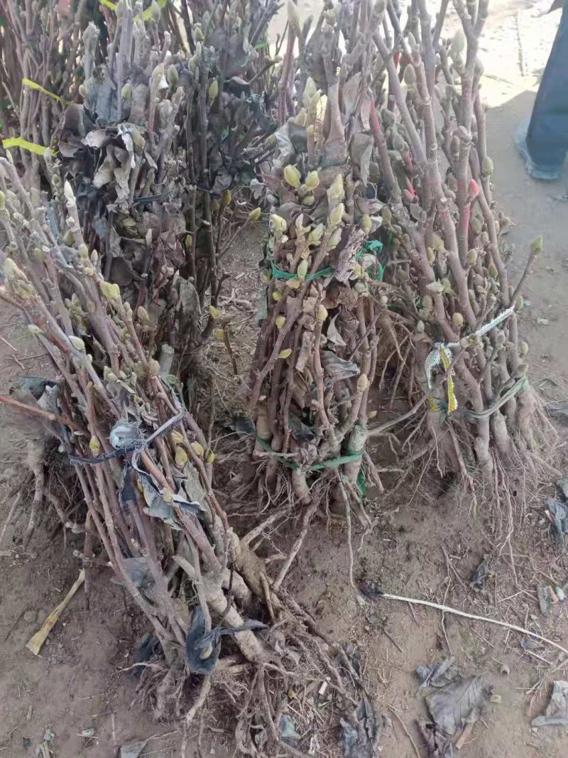 紫玉兰苗玉兰树苗嫁接玉兰树苗开花木兰花苗庭院盆栽苗批发价