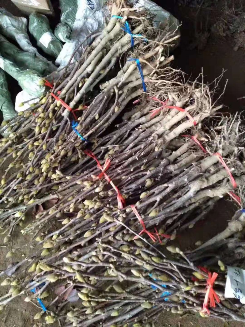 紫玉兰苗玉兰树苗嫁接玉兰树苗开花木兰花苗庭院盆栽苗批发价