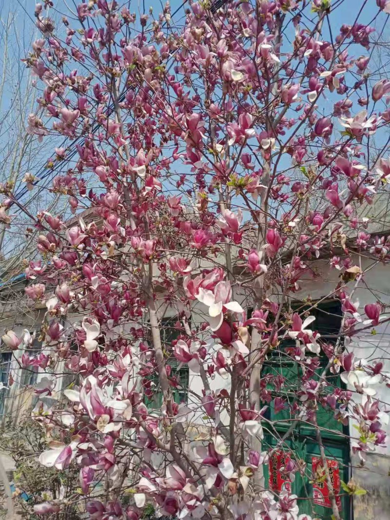 紫玉兰苗玉兰树苗嫁接玉兰树苗开花木兰花苗庭院盆栽苗批发价