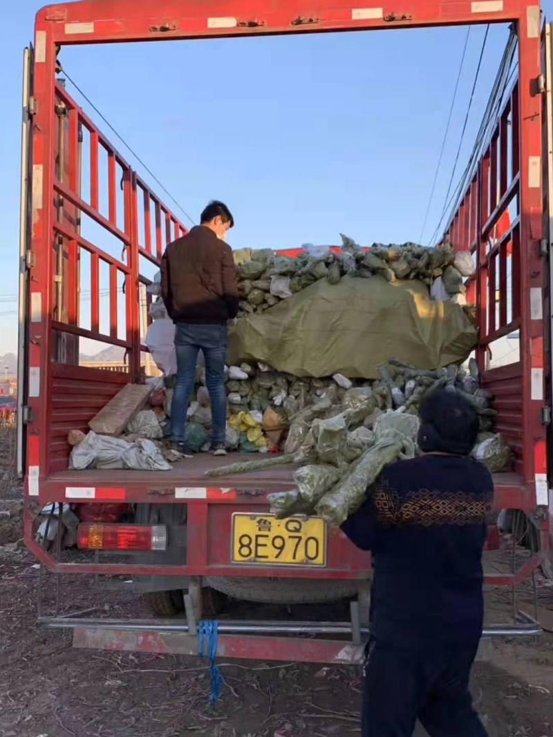紫玉兰苗玉兰树苗嫁接玉兰树苗开花木兰花苗庭院盆栽苗批发价