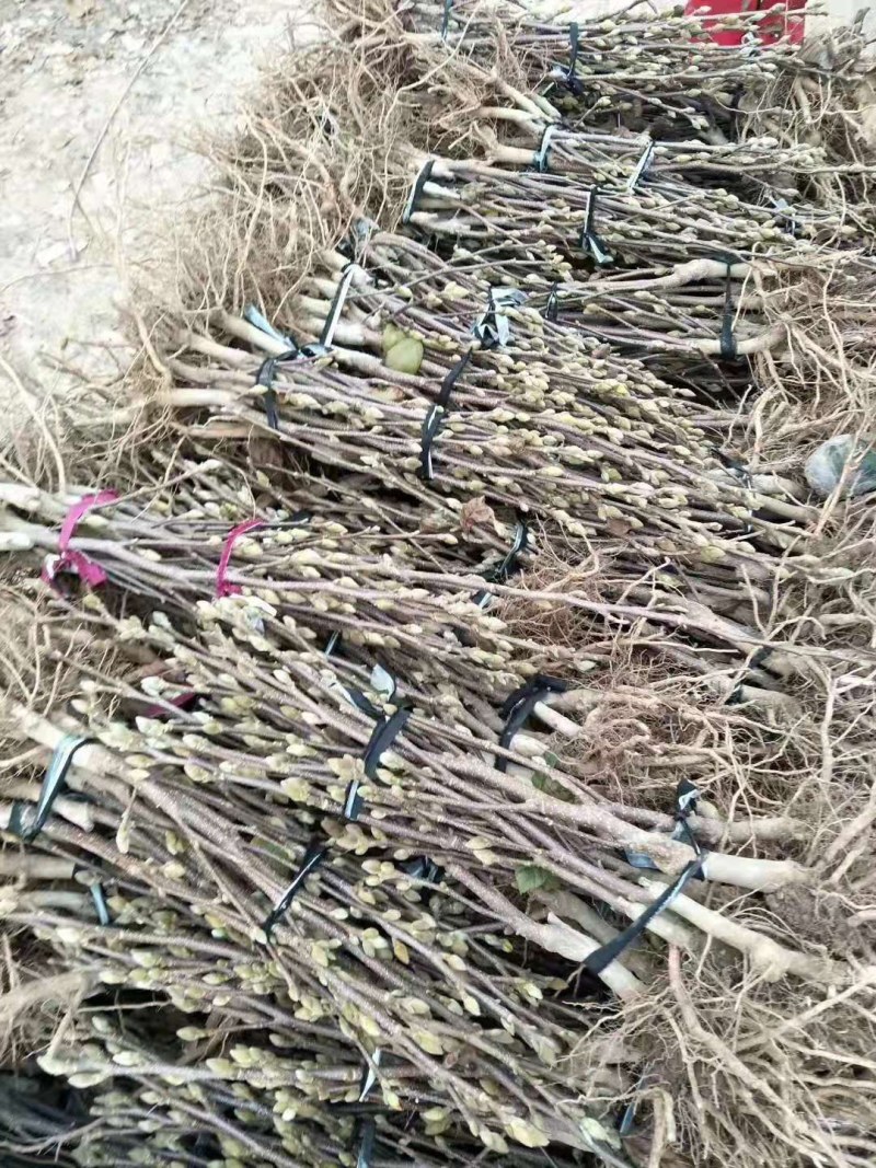 紫玉兰苗玉兰树苗嫁接玉兰树苗开花木兰花苗庭院盆栽苗批发价