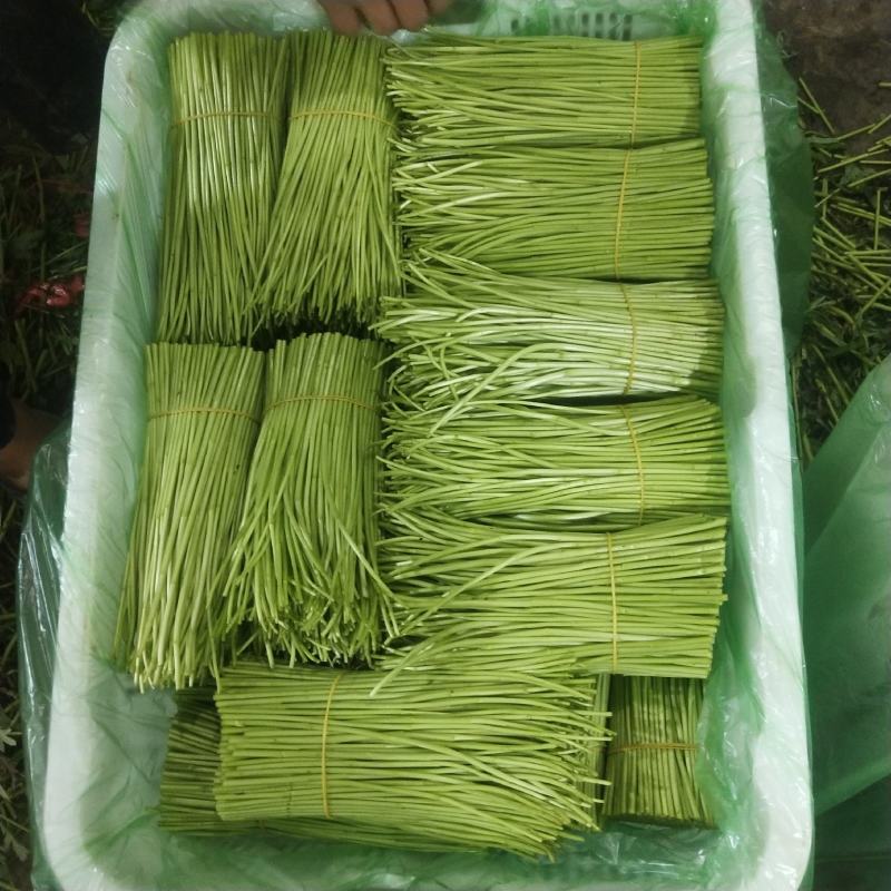 云南基地精品芦蒿，一手货源，货源充足质量保证，全国发货。