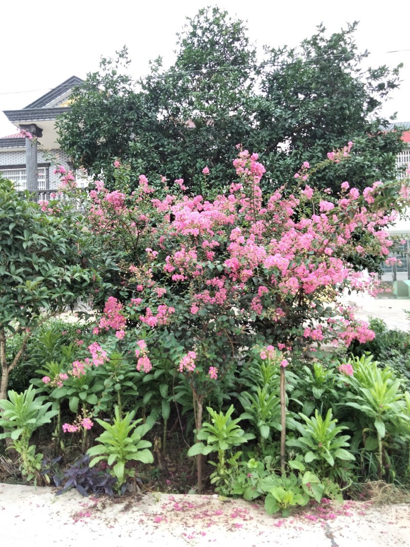 供应紫微花瓶，红火箭紫微苗木，价格便宜，有兴趣详谈。