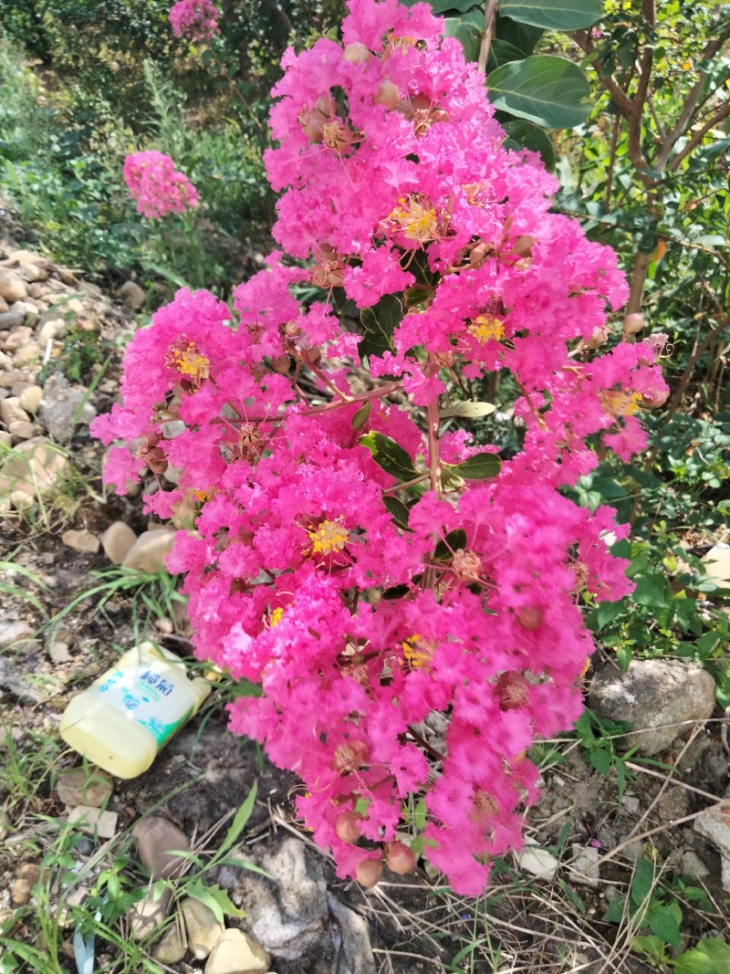 供应紫微花瓶，红火箭紫微苗木，价格便宜，有兴趣详谈。