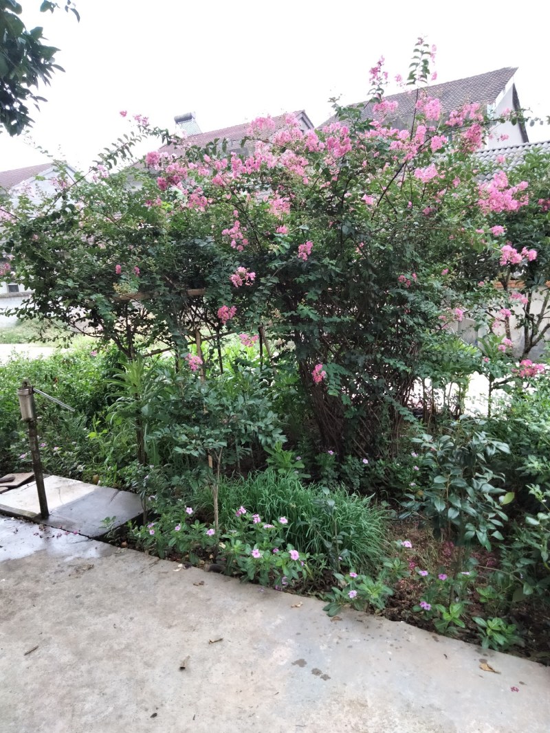 供应紫微花瓶，红火箭紫微苗木，价格便宜，有兴趣详谈。