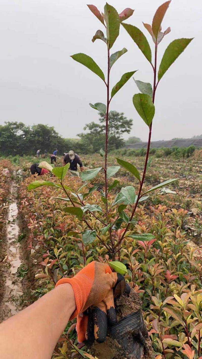 红叶石楠小杯苗/红叶石楠大杯苗基地直发量大价优现货