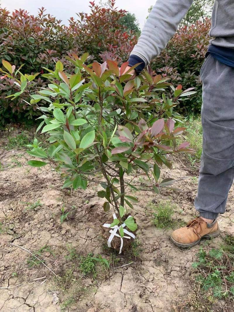 红叶石楠小杯苗/红叶石楠大杯苗基地直发量大价优现货