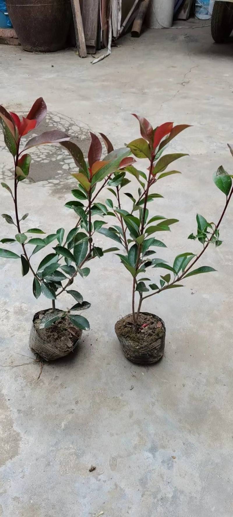 红叶石楠小杯苗/红叶石楠大杯苗基地直发量大价优现货
