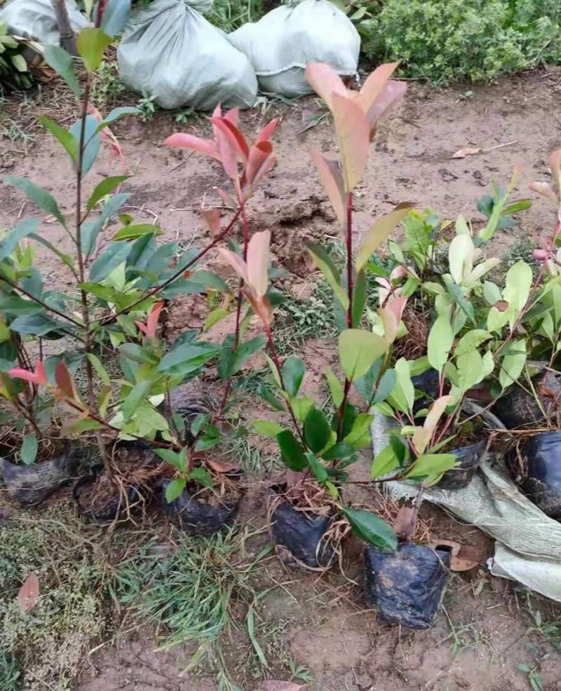 红叶石楠小杯苗/红叶石楠大杯苗基地直发量大价优现货