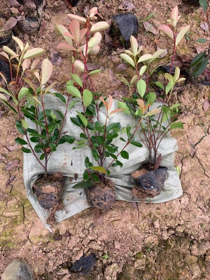 红叶石楠小杯苗/红叶石楠大杯苗基地直发量大价优现货