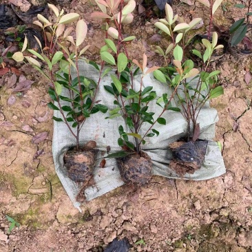 红叶石楠小杯苗/红叶石楠大杯苗基地直发量大价优现货