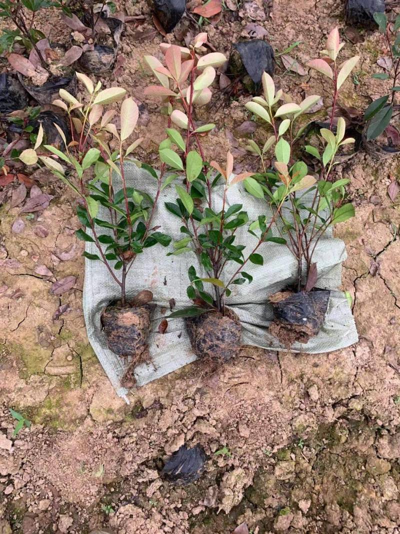 红叶石楠小杯苗/红叶石楠大杯苗基地直发量大价优现货