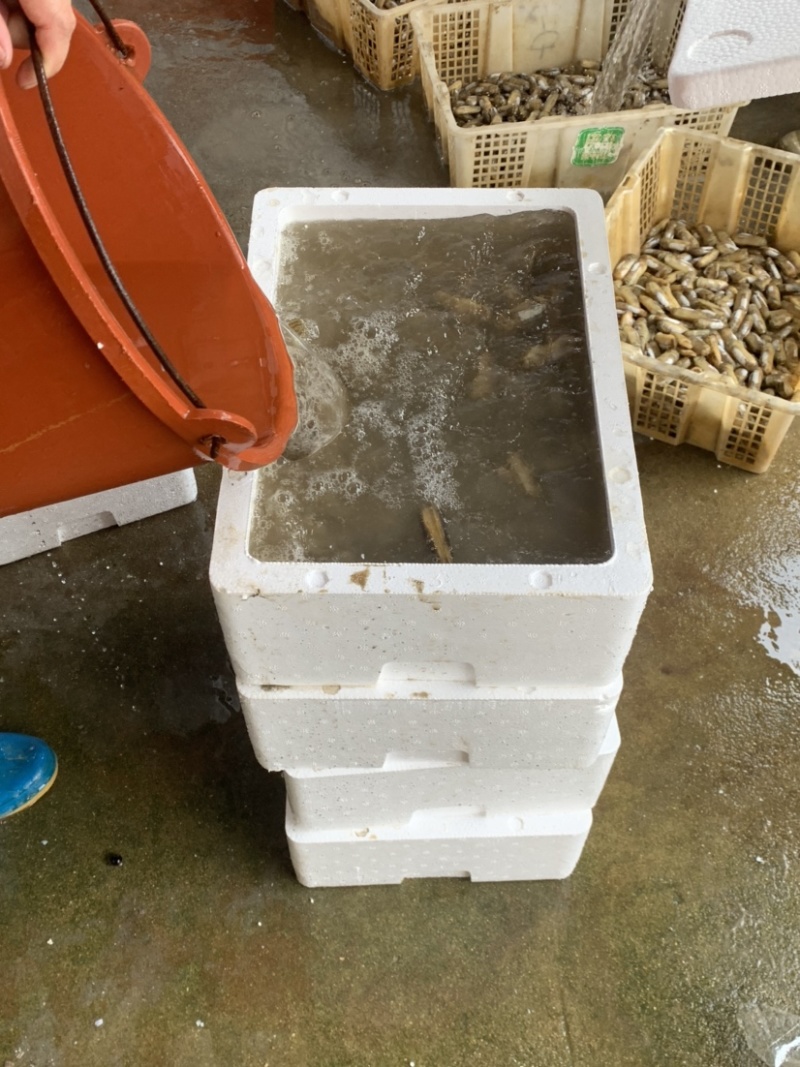 福建货源批发蛏子打水箱40左右粒/斤
