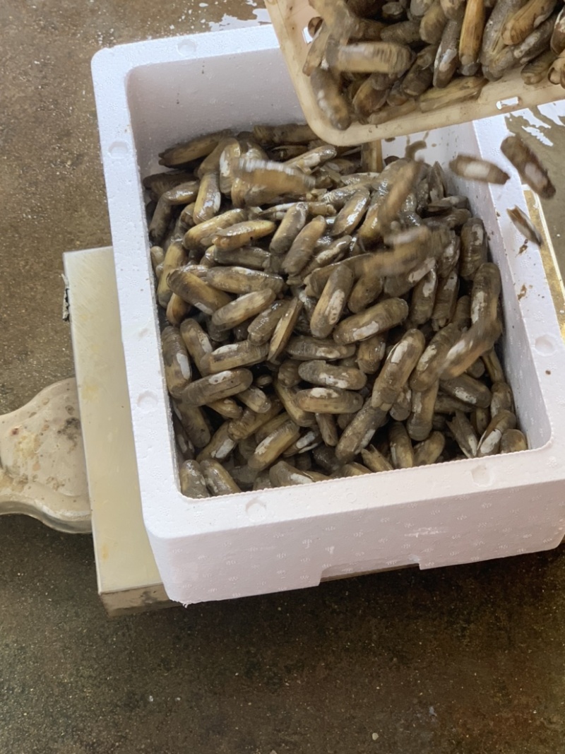 福建货源批发蛏子打水箱40左右粒/斤