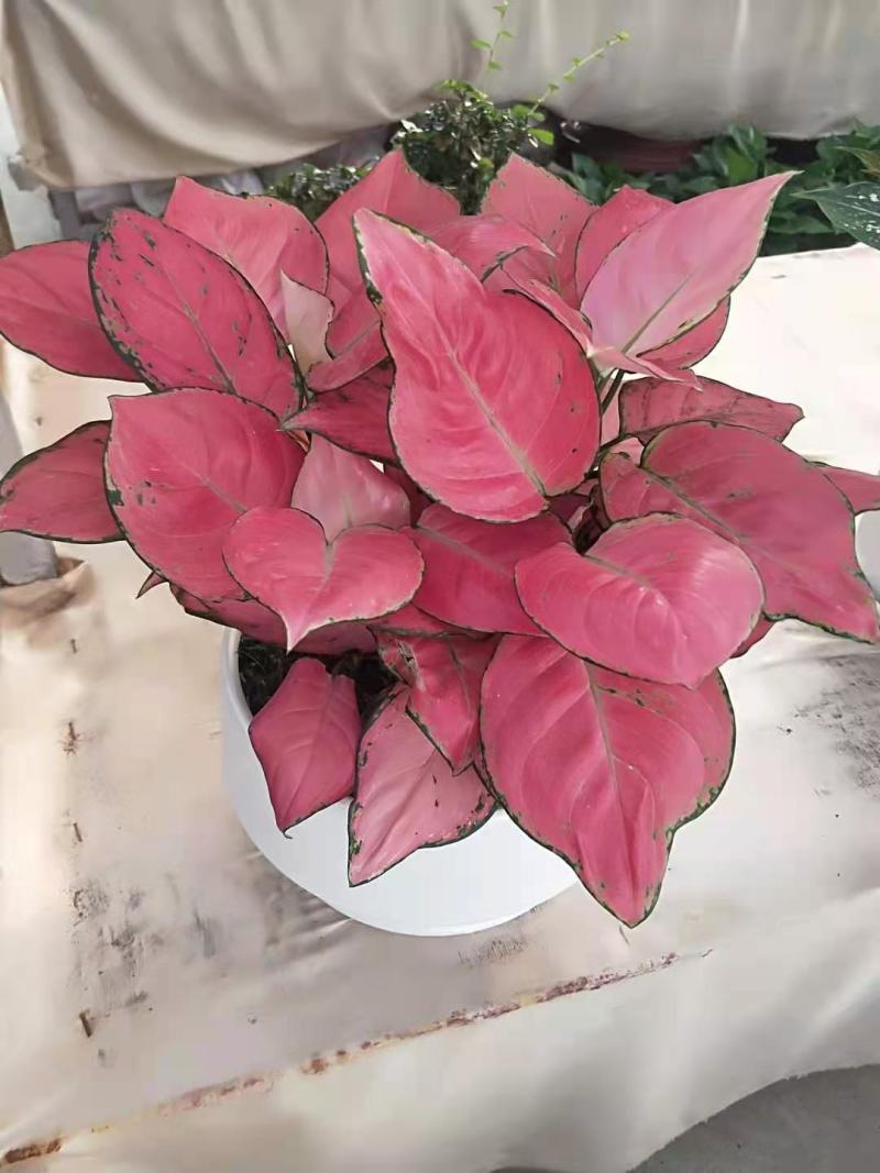 如意皇后基地直供叶色红艳靓丽红红火火