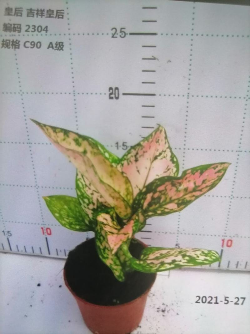 如意皇后基地直供叶色红艳靓丽红红火火