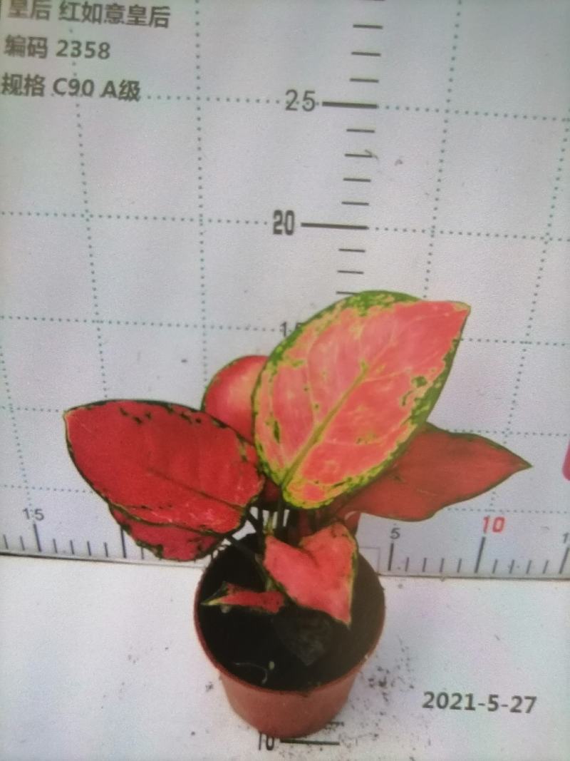 如意皇后基地直供叶色红艳靓丽红红火火