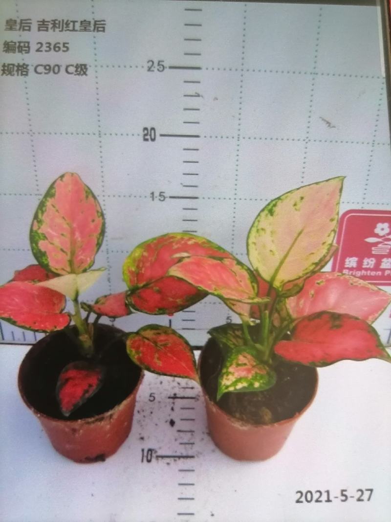 如意皇后基地直供叶色红艳靓丽红红火火
