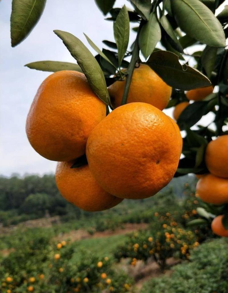 【新品种】由良蜜桔苗/特早蜜桔苗优于其他品种蜜橘更早更甜